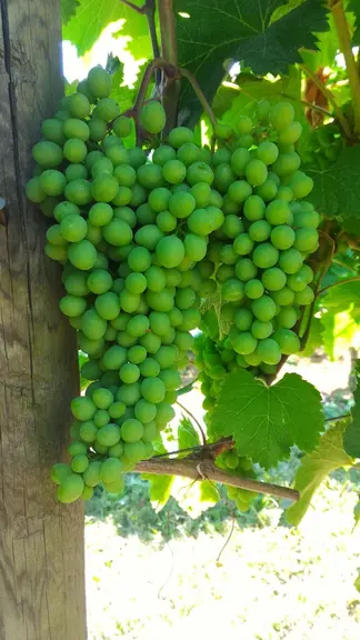 <em class="placeholder">grappe de rkatsiteli, cépage de vigne géorgien</em>