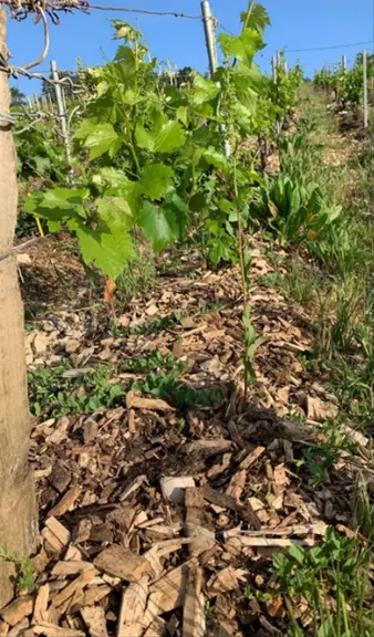 <em class="placeholder">BRF bois raméal fragmenté sur vigne en Saône-et-Loire</em>