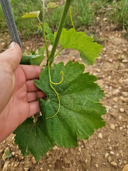 <em class="placeholder">Filage d'une grappe de raisin</em>