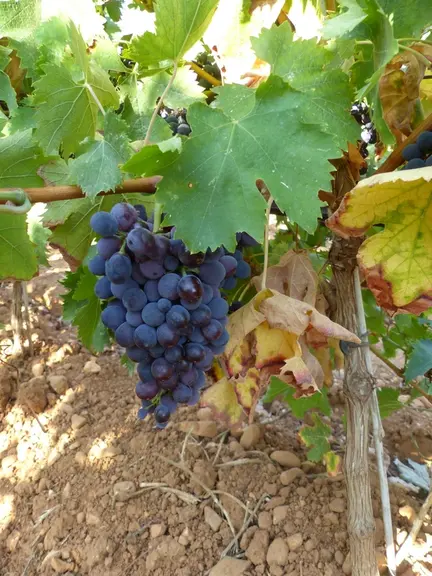 <em class="placeholder">Grappe de montepulciano</em>
