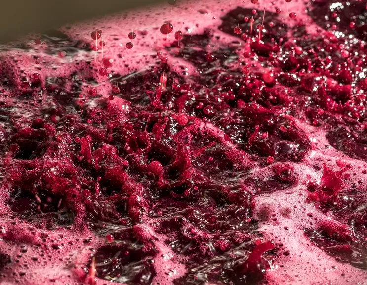 <em class="placeholder">décuvage macération semi carbonique en Beaujolais</em>