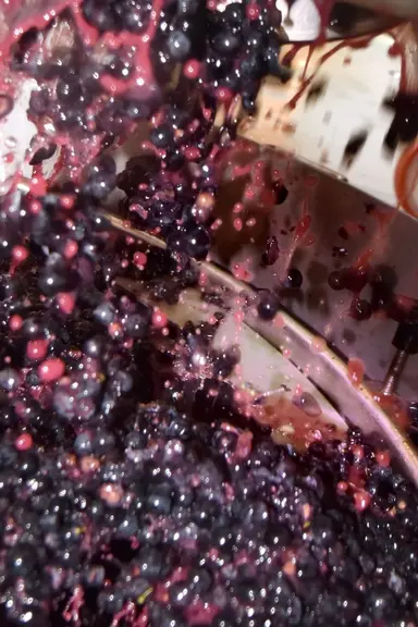 <em class="placeholder">vendanges au Château Beauregard à Pomerol. production des vins de Bordeaux. livraison du raisin. sélection des raisins à l'entrée en cave des raisins. tri sélectif pour ...</em>