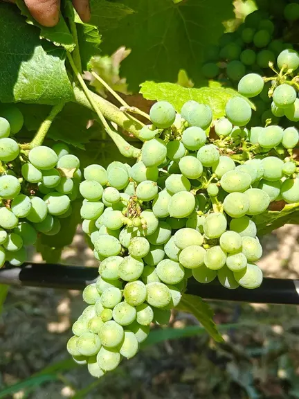<em class="placeholder">grappe de pinotage</em>