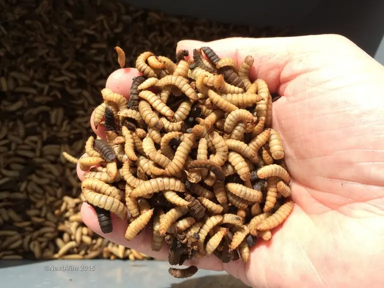 Larves de mouche prêtes à être récoltées.Ce sont les larves de ver de farine (Tenebrio molitor) ou de la mouche soldat noire (Hermetia illucens) qui s