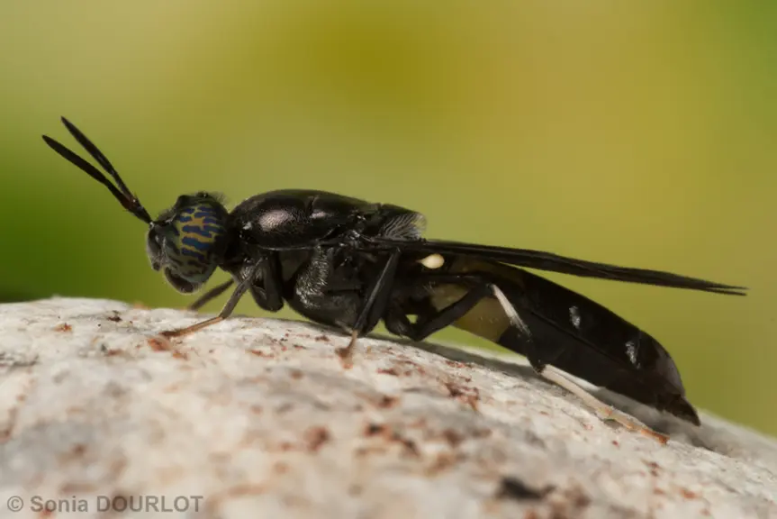 La mouche du soldat noire (Hermetia illucens) est originaire d'Amérique du sud. C'est un insecte peu invasif. La plupart des souches élevées proviendr