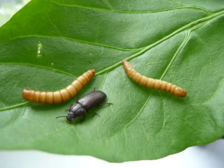 Larves et adulte du Coléoptère Tenebrio molitor. Cest un insecte d'intérêt connu depuis longtemps et adaptable à un élevage de masse. © Ynsect