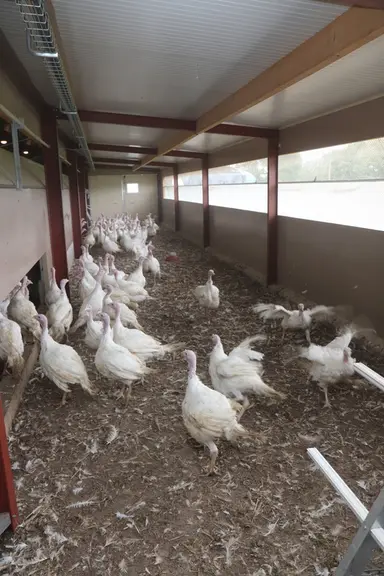 Après le premier desserrage des femelles à 88 jours, les restantes en profitent pour faire la course dans le jardin. © P. Le Douarin