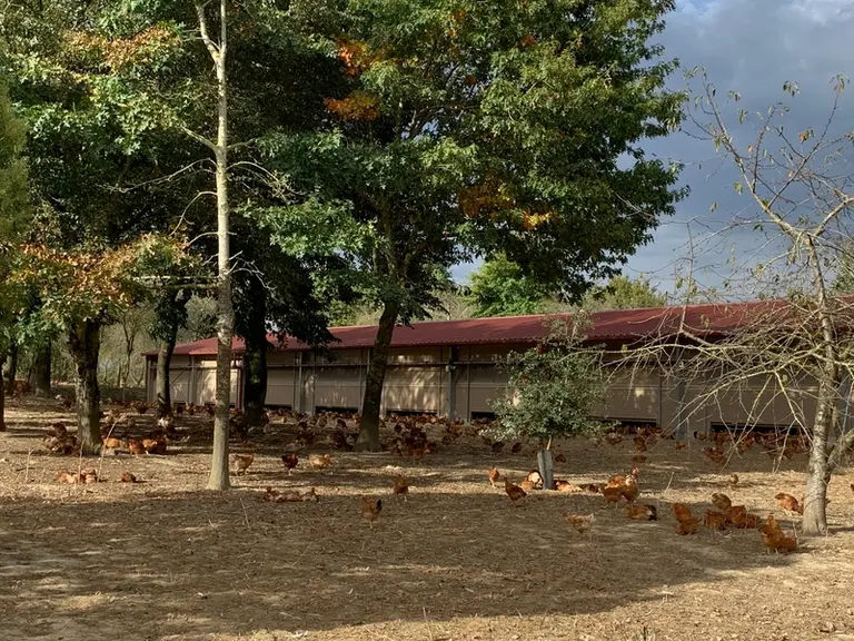 Jean-Luc Dubroca pour ses poulets et Christophe Tauziet pour ses canards, sont convaincus d’un meilleur confort animal, mais aussi de l’amélioration d
