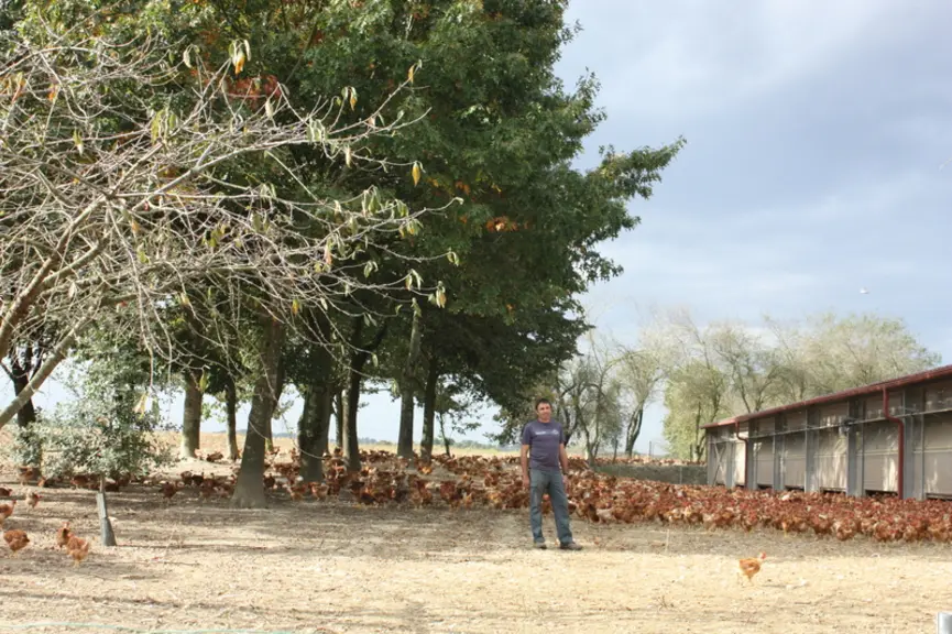 Jean-Luc Dubroca mise sur lagroforesterie pour l’ombre apportée aux parcours et parce qu’il apprécie améliorer l’image de son exploitation © C.Chabass