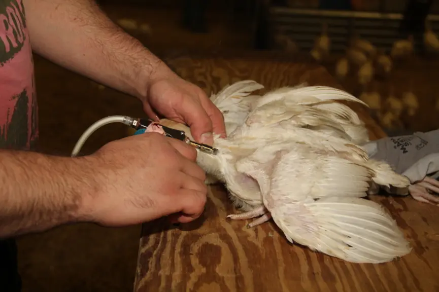 L’autovaccin est classiquement injecté en sous cutanée dans le pli du cou, à la base dorsale. © A. Puybasset