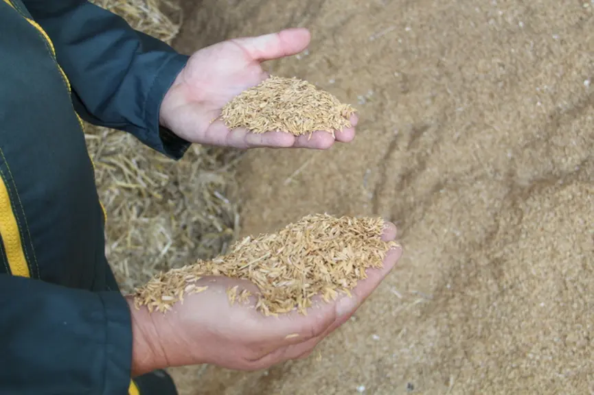 La balle de riz est un matériau friable, utilisé en Italie. © A. Puybasset