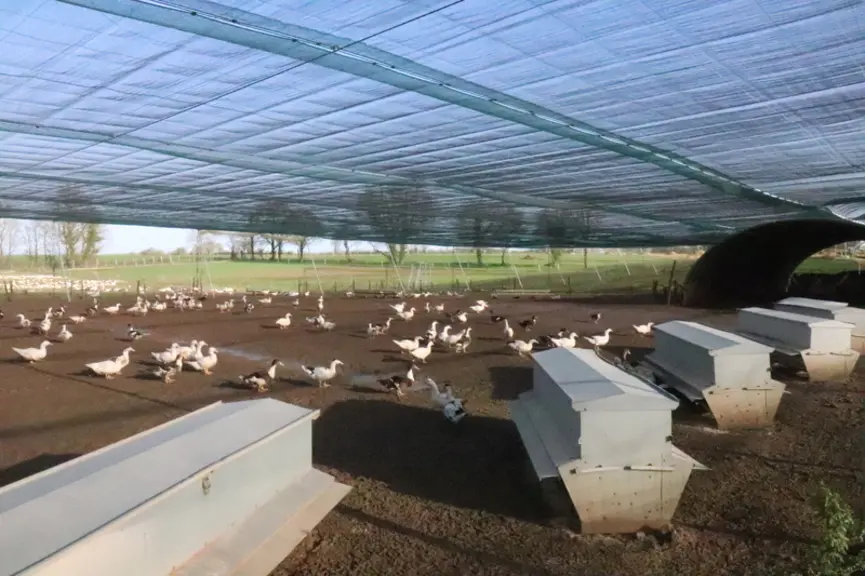 Sous la volière en février dernier, les canards ont accès à des nourrisseurs extérieurs au tunnel mais abrité des autres oiseaux. © P. Le Douarin