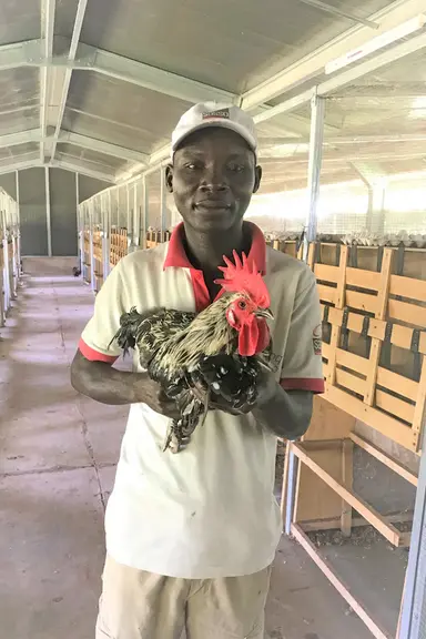 La création du centre de sélection burkinabé a abouti à l’amélioration d’une souche locale de coqs déjà adaptée au climat du Sahel. © Hendrix Genetics