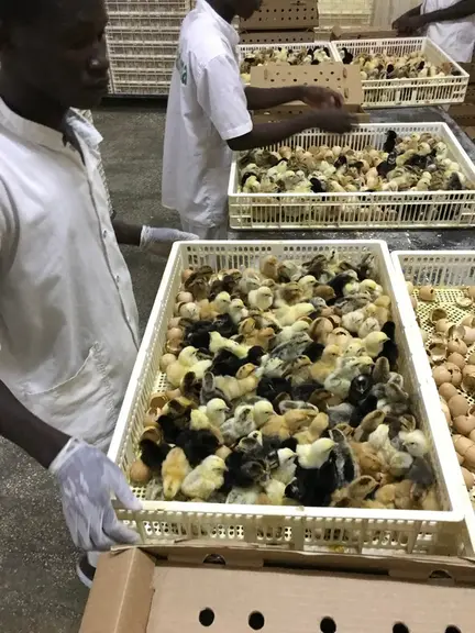 Couvoir du site de sélection de Boussé au Burkina Faso. Les poussins femelles peuvent être gardés pour la production d’œufs tandis que les mâles sont