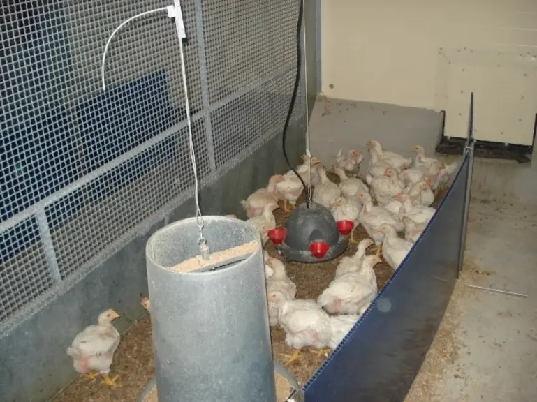 L'essai comparatif de trois stratégies de protection de poulets certifiés vis-à-vis des coccidies E.acervulina et E. tenella, 24 groupes de 40 animaux
