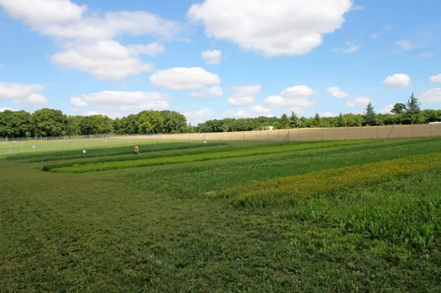 Pour des raisons expérimentales, des bandes ont été semées en pur, mais c'est la diversité qu'il faut viser en conditions d'élevage © Chambre d'agricu