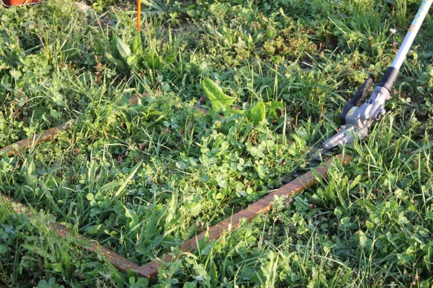 Le parcours témoin de l'Inrae était une prairie de dix ans comportant des adventices  © Chambre d'agriculture Pays de ...