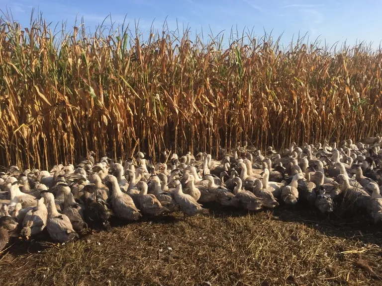 Le maïs semé à chaque printemps apporte de l'ombre aux canards. La culture ne demande pratiquement plus de fertilisant.  © N. Tescari