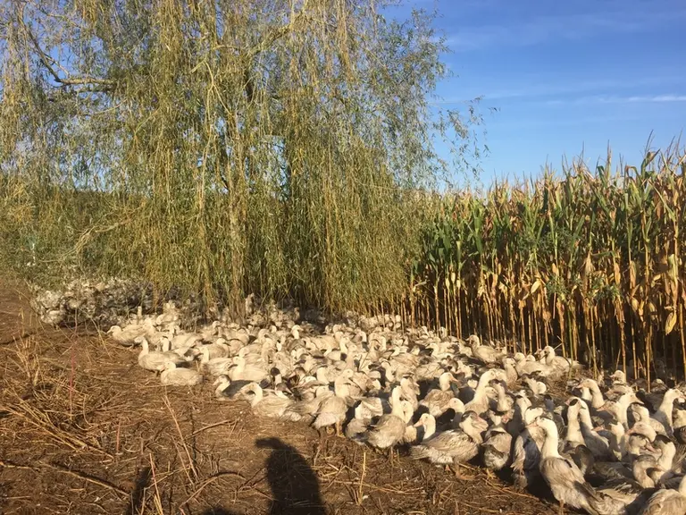 Le maïs semé à chaque printemps apporte de l'ombre aux canards. La culture ne demande pratiquement plus de fertilisant.  © N. Tescari