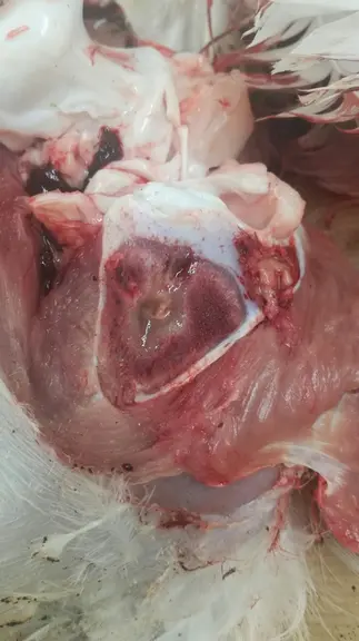 L’autopsie sur les petits sujets atteints a montré une nécrose osseuse, à l’origine de la boiterie. © A. Dronneau