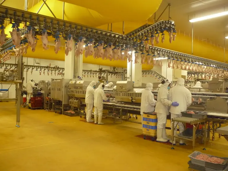 L'abattoir sarthois Cavol, dédié aux volailles label rouge, a été totalement  refait notamment pour développer les produits de découpe vendu en GMS ©