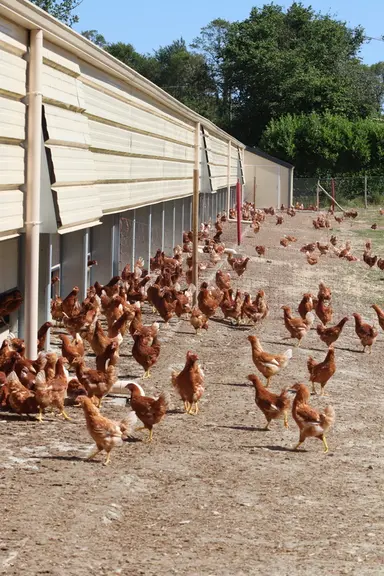 L'ouverture de trappes est le poste d'aménagement le plus onéreux avec la transformation en ventilation statique © P. Le Douarin