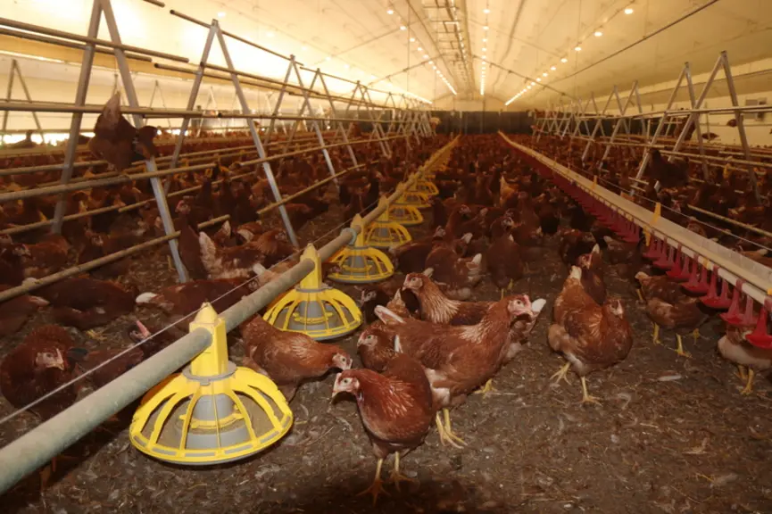 La densité intérieure ne doit pas dépasser 21 kg/m2 et il faut 10 cm de perchoir par tête (hors règles transitoires). © P. Le Douarin