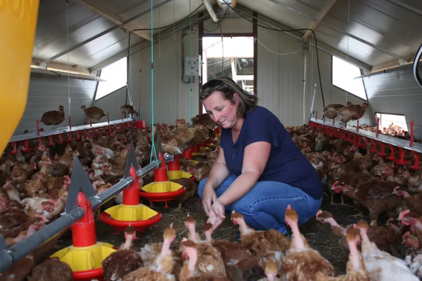 L'éleveuse a choisi d'investir un peu plus pour avoir l'alimentation automatisée (commune à plusieurs cabanes alignées). © C. Chabasse