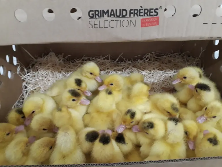 La méthode d'ovosexage des canards Lunix est basée sur l'analyse d'image et l'intelligence artificielle © Grimaud Frères