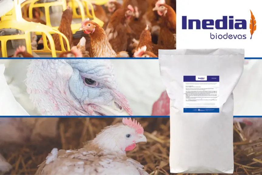 Le produit Inedia stimule les enzymes anioxydantes de l'animal qui devient plus tolérant à des taux plus élevés de contaminants