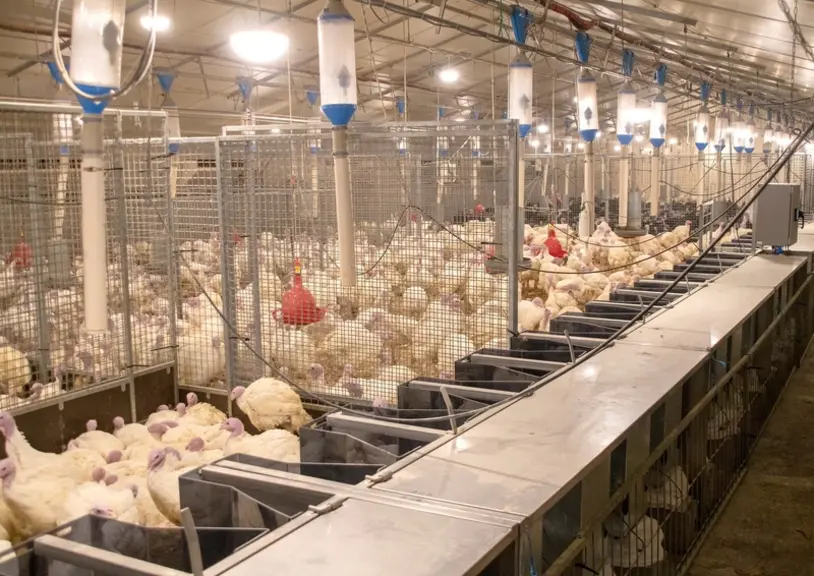 Hendrix Genetics prévoit de faire passer 17 000 dindes par an dans ses stations d'alimentation pour mesurer individuellement leur consommation.  © Hen
