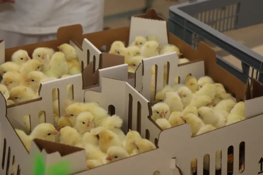 Les poussins sont mis en boite carton avec un aliment pré starter pour qu’ils commencent à se nourrir durant leur transport plus ou moins long. © P. L