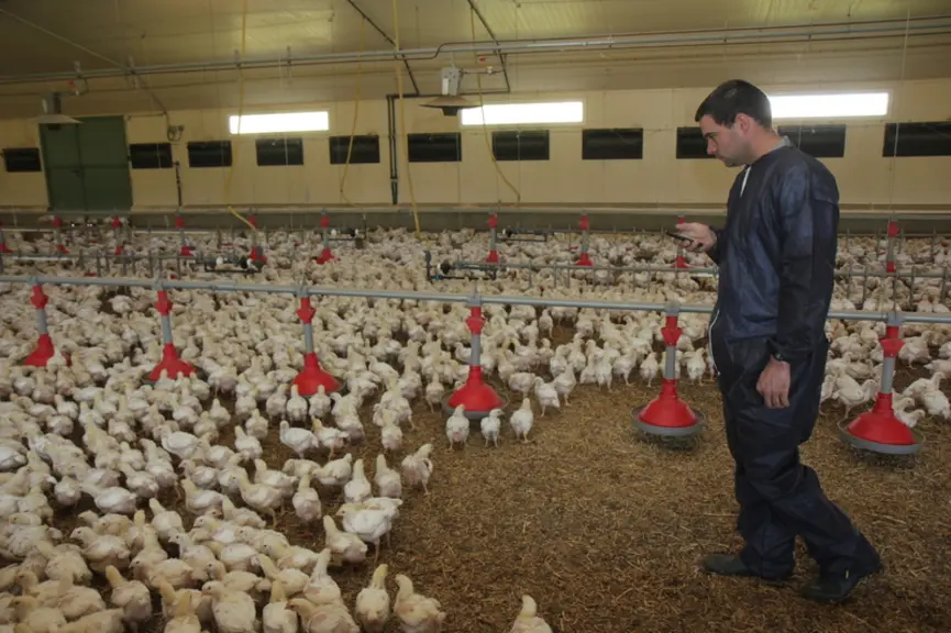 L'éleveur peut désormais réaliser plusieurs diagnostics simplifiés en cours de lot, centrés sur le comportement animal.