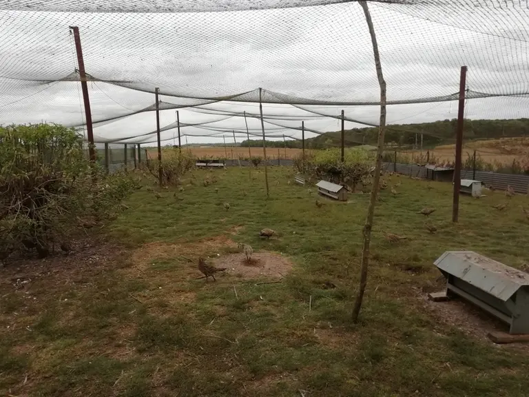 Le lot de faisans a été nourri avec un complément de larves d'insectes Innovafeed de l'âge de 5 à 9 semaines. © N. Dassonville