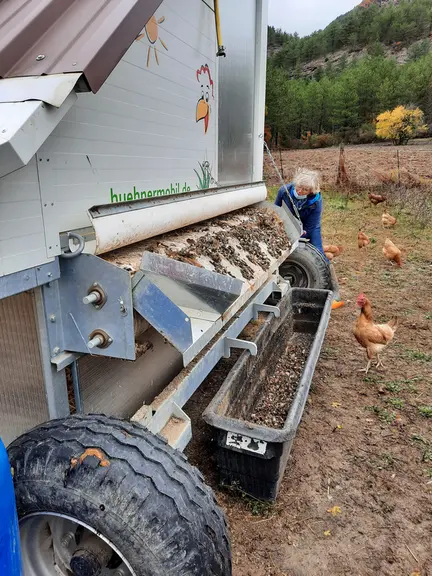 Les déjections sont récupérées par la bande à fumier placée sous le sol grillagé. Une manivelle permet son déroulage pour le nettoyage. Ici, les fient