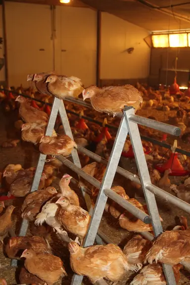 En poulet à croissance lente, le perchage de type perchoir ne pose aucune difficulté © A. Puybasset