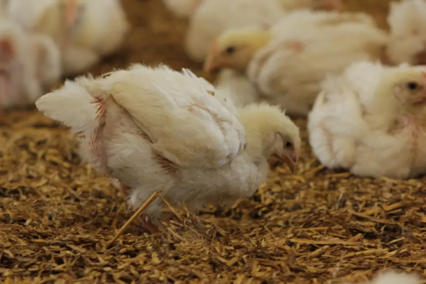Avec un milieu enrichi, les poulets sont plus actifs et expriment davantage de comportements d’exploration. © P. Le Douarin