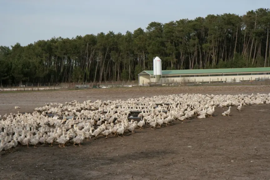 Avec le recul, la dérogation accordée en 2017 pour laisser sortir jusqu'à 3200 palmipèdes malgré le risque sanitaire élevé a un air de cadeau empoison