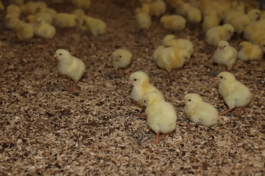 Épandue peu avant l’arrivée des poussins, la tourbe relargue de l’humidité, ce qui contribue à avoir une hygrométrie plus élevée au niveau du bec des