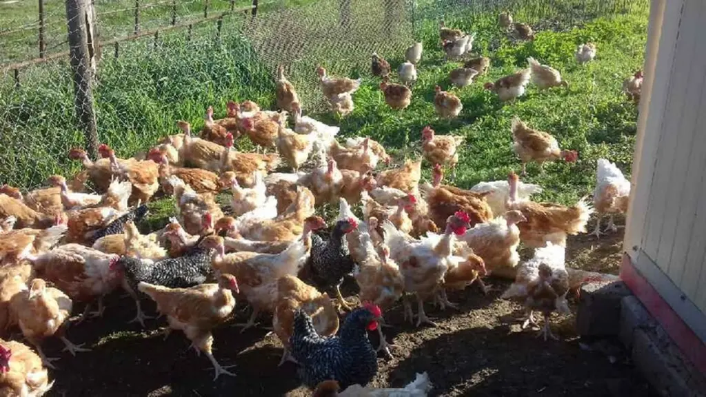 Les poussins mâles de souche Novoblack, reconnaissables par leur plumage noir et gris, ont été élevés en même temps que les poulets JA 657. © Gars Daudet