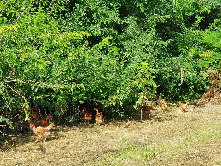 Un parcours bien arboré favorise la biodiversité.  © Bodin-Archives