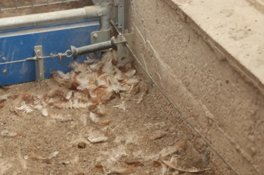 La clôture est indispensable les premières semaines pour limiter les poules qui voudraient pondre dans les coins ou contre les parois. © P. Le Douarin