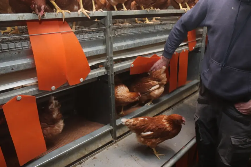 Relever les rideaux dans la journée et des œufs visibles à l'intérieur incitent à la découverte du nid. © P. Le Douarin