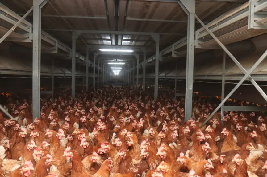 Chez Patrick Le Corre, les poules accèdent à une aire d'exercice dessous la volière, complétée par deux couloirs latéraux et un jardin d'hiver. © P. L