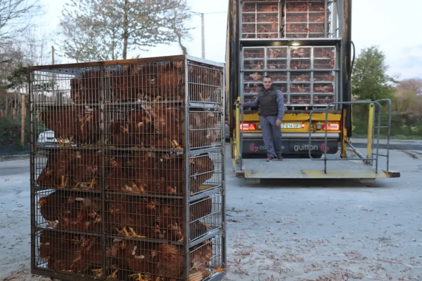 Avec des poulettes non à jeun, il faut veiller à ne pas en avoir plus de dix par compartiment. © P. Le Douarin