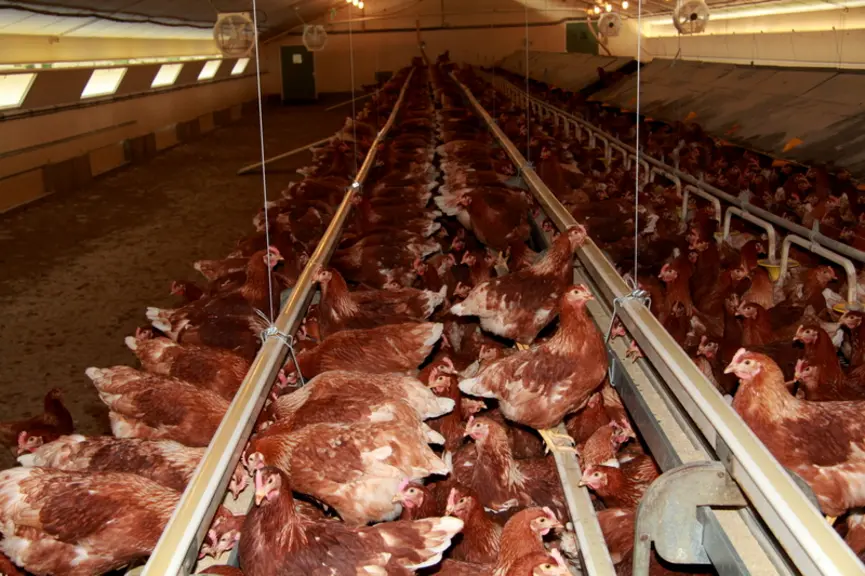 Les poules ne ratent pas l'heure du tour de chaine. La présentation est en « farine » mais avec un maximum de 15 % de fines, d’où l’importance du vide de mangeoire. © L.Gouverne
