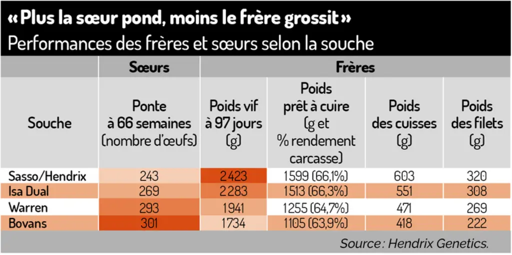 Ovosexage : envisager l’élevage des frères des pondeuses en alternative