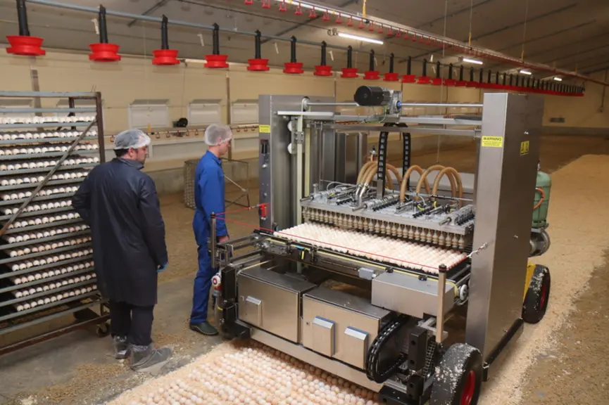 Il faut à peine une heure pour dépiler 30 000 oeufs sur le lit de copeaux.