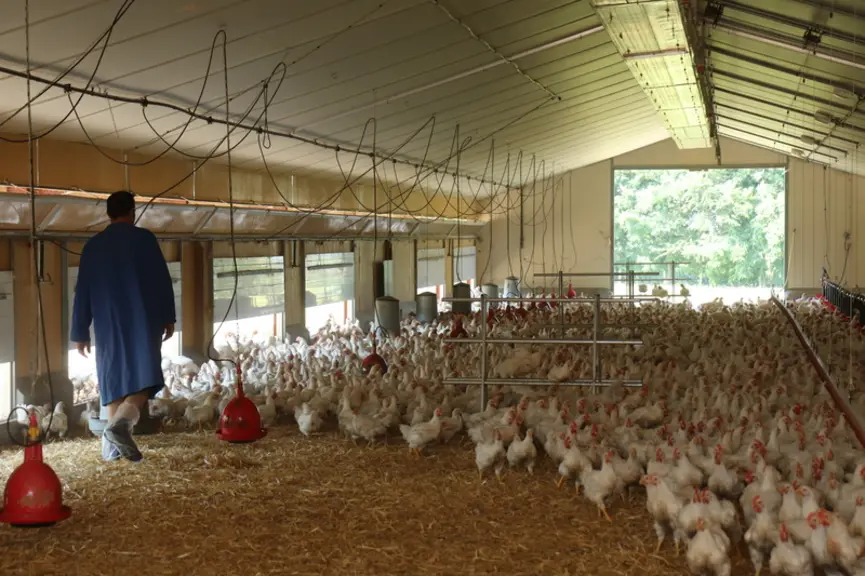 Issu d'un croisement Hubbard entre une poule type label et un coq standard, le Plein Champ est uniquement destiné à la découpe.