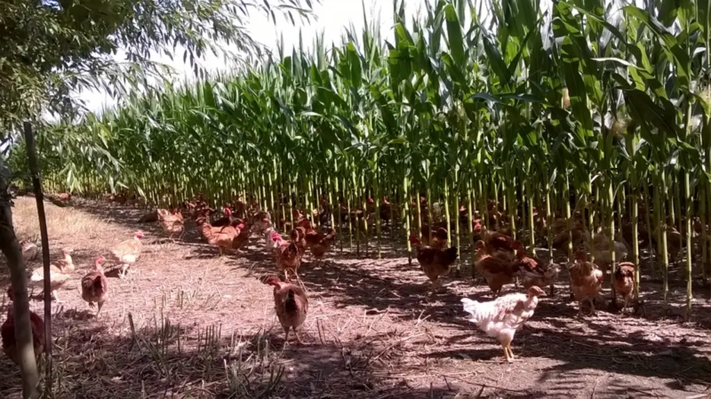 Le poulet jaune LR fait partie de la gamme des Volailles Siebert depuis 2018.